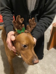 Puppy Survival Thread - for old and new pups heading into winter