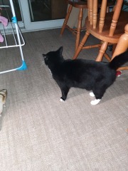 Sounds like WW3 and cat is outside