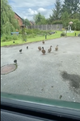 Woman's weird behaviour at duck pond?