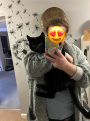 Christmas with the Excellent Cats