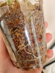 I bought a cutting that is rooted in moss - do I remove the moss to plant it?