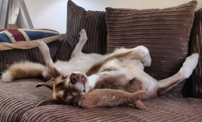 Thin skinned lurcher lost a bit of weight