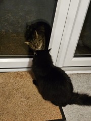 Thug cat part 5 - For he will not do destruction, if he is well-fed, neither will he spit without provocation.