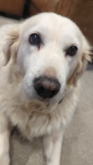 What do I need to know about getting a golden retriever?