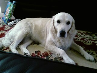 What do I need to know about getting a golden retriever?