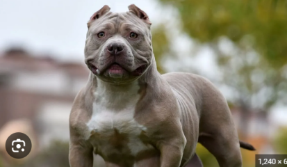 Getting dog assessed as NOT type?