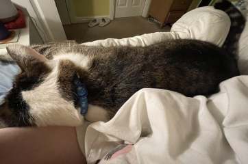 Cancer Support Thread 92 - Christmas Happy Hour at the Patience Inn 7pm tonight 🎄