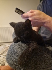My new curley haired kitten