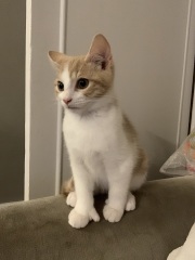 Are all cats messy bastards or is it just mine?