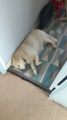 What do I need to know about getting a golden retriever?