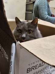 Christmas with the Excellent Cats
