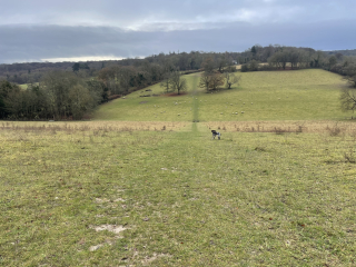 Puppy Survival Thread - for old and new pups heading into winter