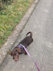 Puppy Survival Thread - for old and new pups heading into winter