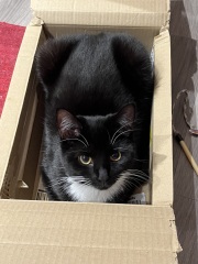 Wand toys with 2 cats