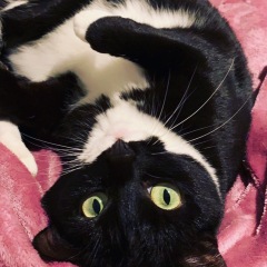 The Great Recovery! After cancer what next?