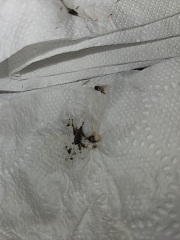 HELP !! Does anyone know what this is ?