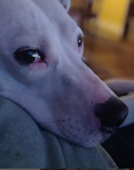 Getting dog assessed as NOT type?