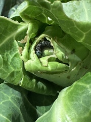 To moan about this cabbage?