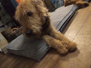 Cancer Support Thread 92 - Christmas Happy Hour at the Patience Inn 7pm tonight 🎄