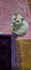 Advice needed for situation with poorly cat