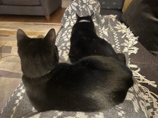 Christmas with the Excellent Cats