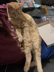 Christmas with the Excellent Cats