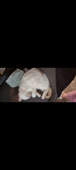 Advice needed for situation with poorly cat