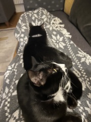 Christmas with the Excellent Cats