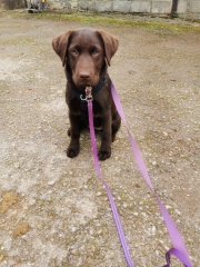 Puppy Survival Thread - for old and new pups heading into winter