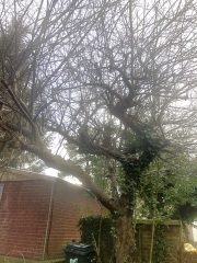 Two old apple trees - any advice please