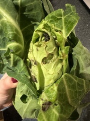 To moan about this cabbage?