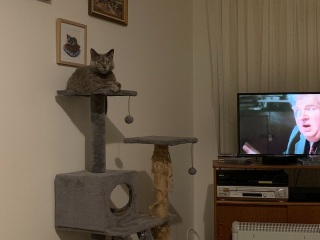 Christmas with the Excellent Cats