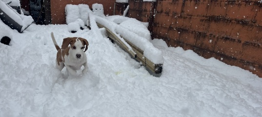 Anyone else got snow? Our dog is loving it!