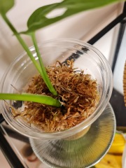 I bought a cutting that is rooted in moss - do I remove the moss to plant it?