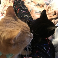 Christmas with the Excellent Cats