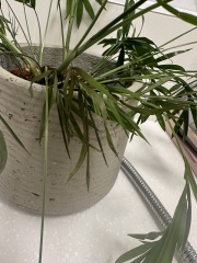 My plant is dying - What should I do?