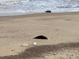 The Great Recovery! After cancer what next?