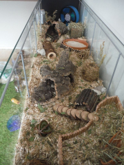 Hamster chewing cage