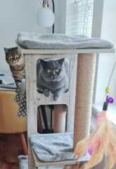 Christmas with the Excellent Cats