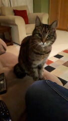 My old girl has died