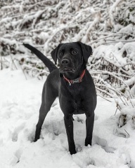 Puppy Survival Thread - for old and new pups heading into winter