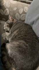 Weird cat!