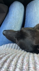 Am I being selfish to want to adopt a dog?