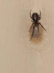 Spider protecting nest in hall - not a false widow?  *Trigger warning - photos*