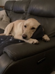 Will you help me name my dog?