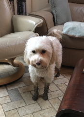 Why are dogs wearing clothes all of a sudden ??!