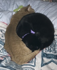Christmas with the Excellent Cats