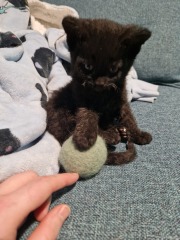 My new curley haired kitten