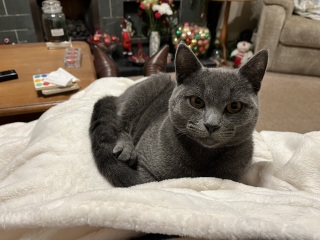 Christmas with the Excellent Cats