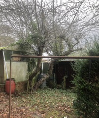 Two old apple trees - any advice please